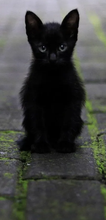 A cute black kitten sits on a mossy cobblestone path in this charming mobile wallpaper.