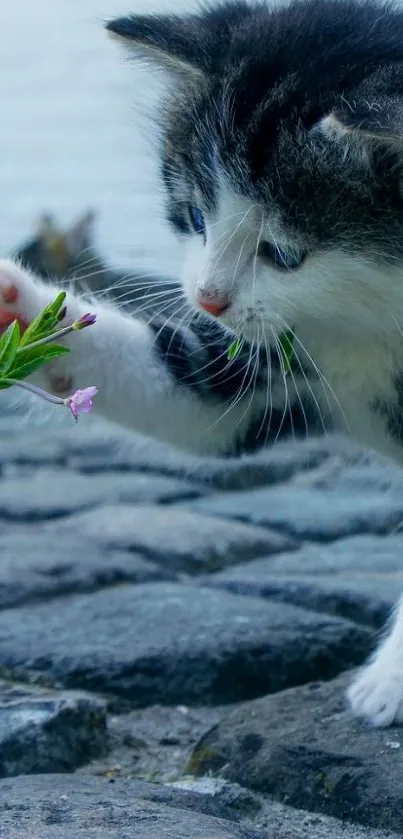 Cute kitten reaching for a flower on cobblestones.