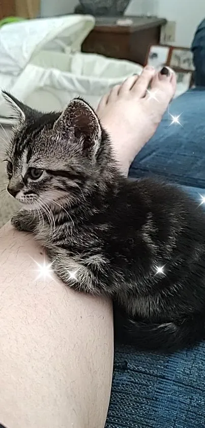 Cute kitten resting on a blue couch with sparkles in the background.