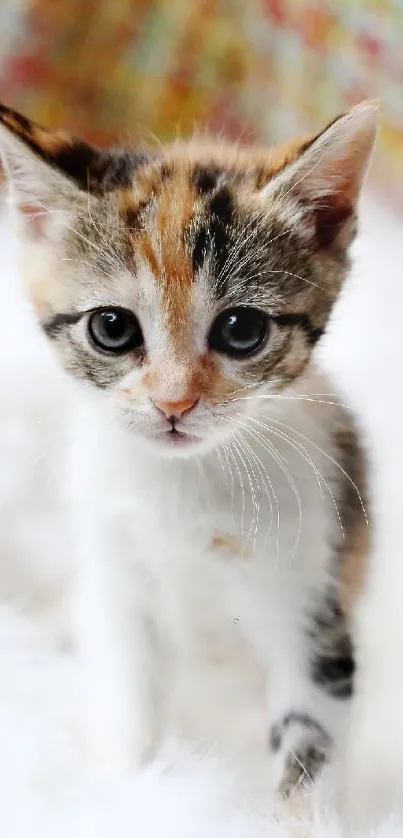 Adorable kitten sitting on a fluffy white blanket, looking cute and curious.