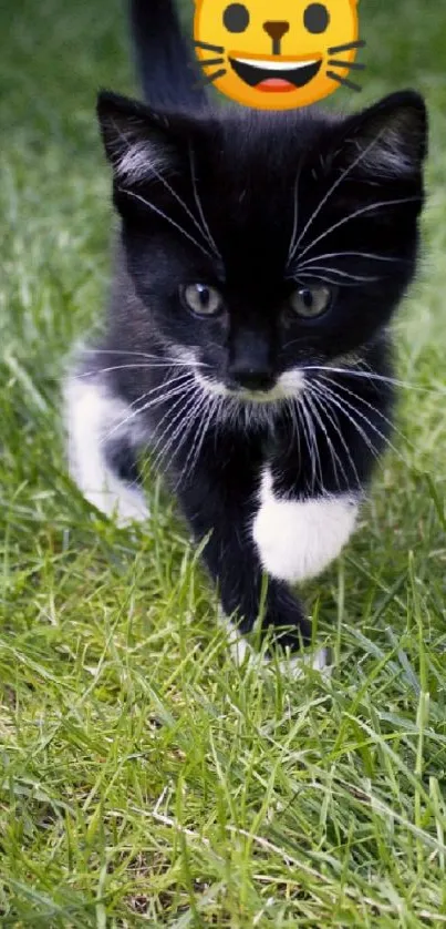 Playful kitten on green grass with cute emoji