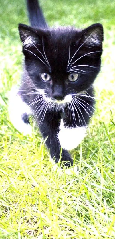 Cute black and white kitten on green grass background.