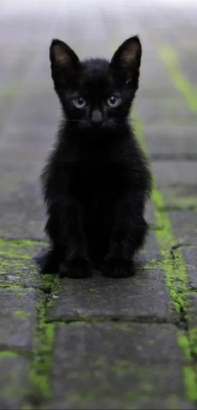 Black kitten sitting on a mossy stone path outdoors.