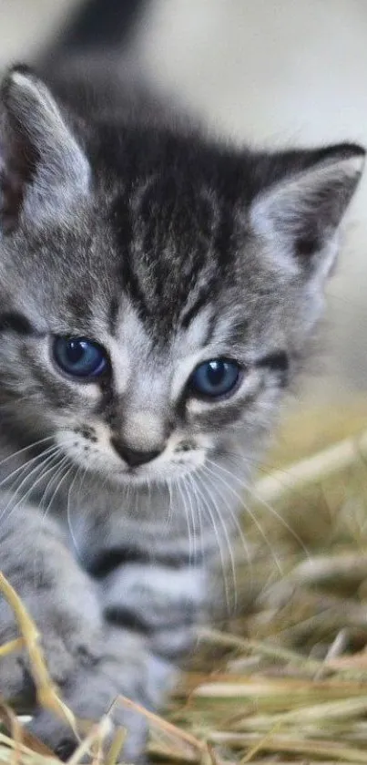 A cute kitten with blue eyes standing on hay.