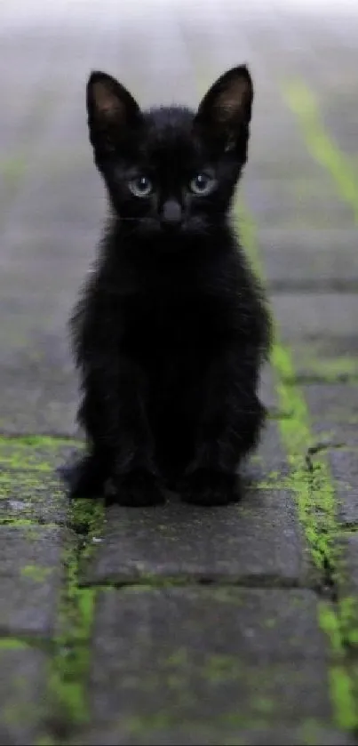 Adorable black kitten on a mossy path.