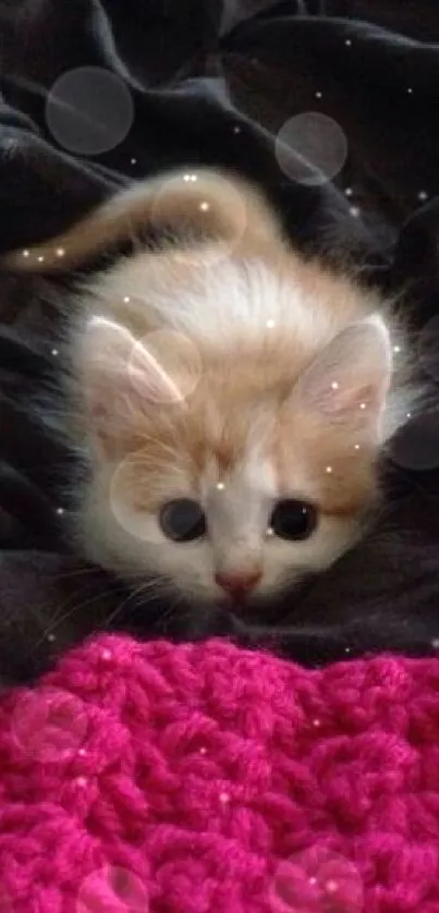 Cute kitten resting on a bright pink knitted blanket.