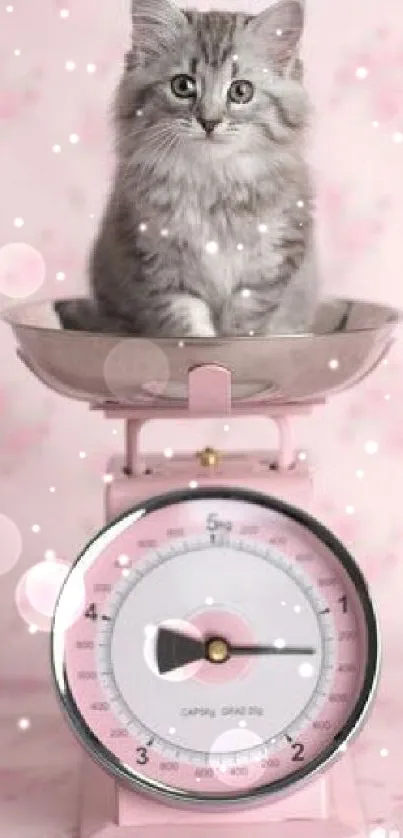 Cute kitten sitting on a pink vintage scale with a floral backdrop.