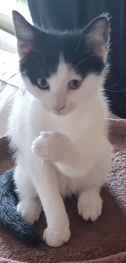 Adorable black and white kitten sitting on a soft brown bed.