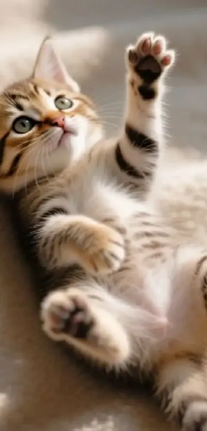 Adorable kitten lying on a beige blanket with paws up.