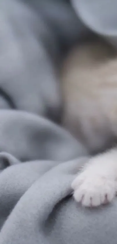 A cute kitten sleeping on a soft gray blanket.