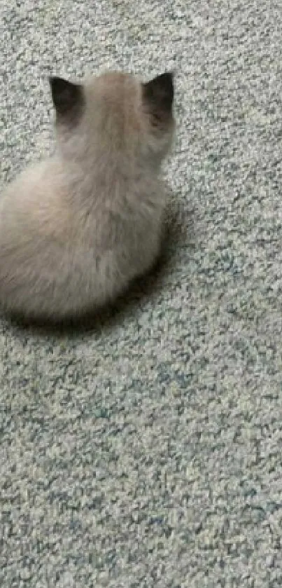 Cute kitten sitting on a soft, grayish blue carpet.