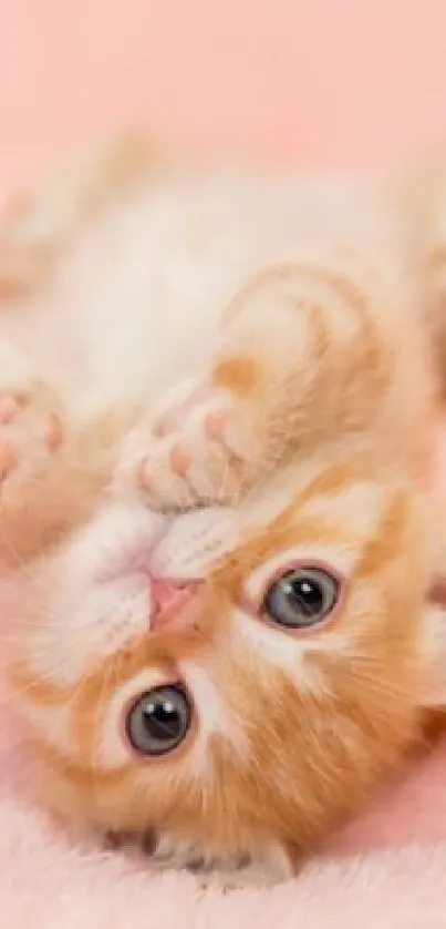 Cute orange kitten on a soft pink blanket, perfect for mobile wallpaper.