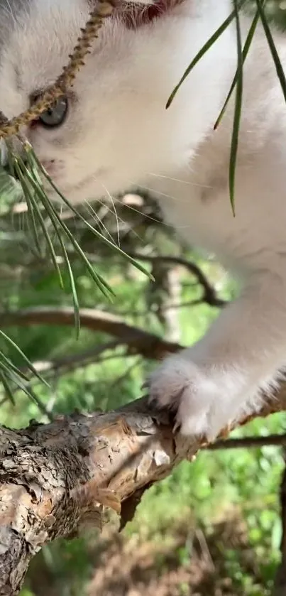 Kitten perched on tree branch amidst green foliage.