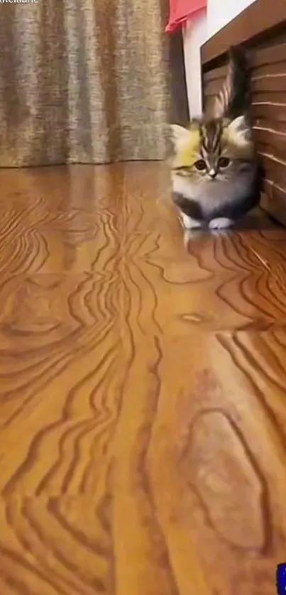 Cute fluffy kitten on polished wooden floor, perfect for wallpapers.