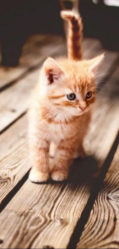 Adorable orange kitten on wooden floor, perfect for cat lovers.