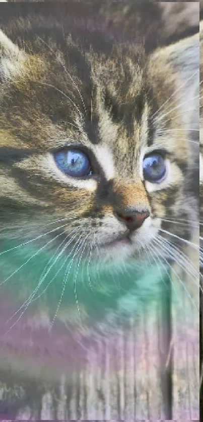 Cute kitten with blue eyes on rustic wood.