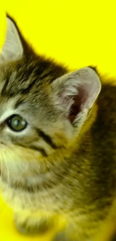 Adorable kitten on a bright yellow background, perfect as a mobile wallpaper.