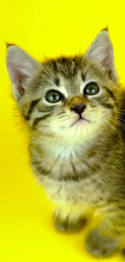 Adorable tabby kitten on a bright yellow background, looking up charmingly.