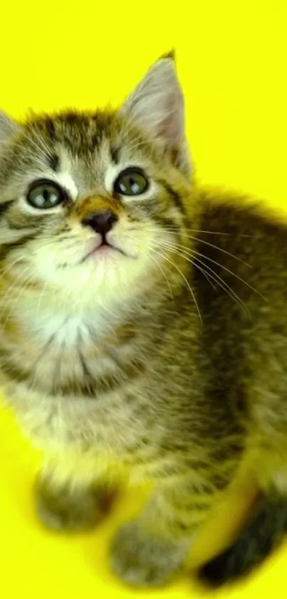 Adorable kitten sitting on a bright yellow background.