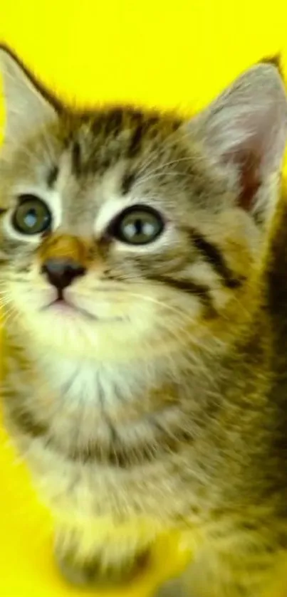 A cute kitten with a yellow background.