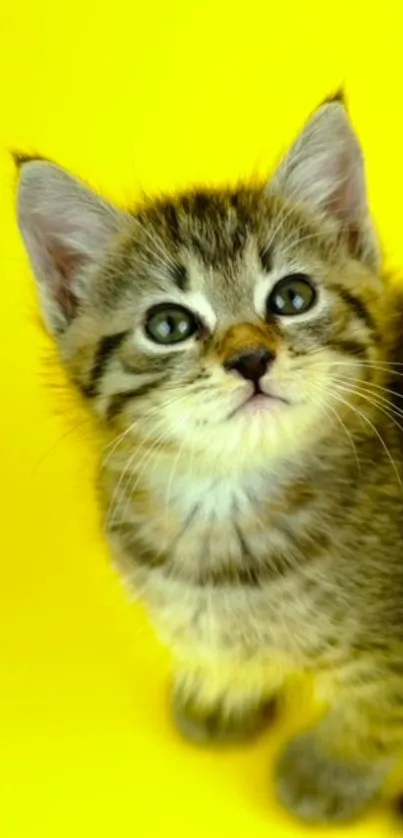 Adorable fluffy kitten with yellow background.