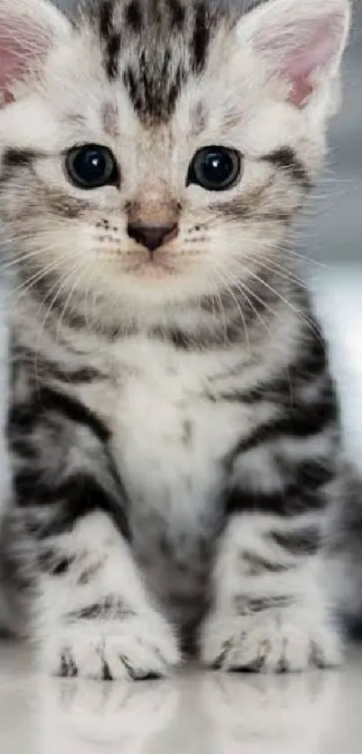 Cute tabby kitten with large eyes on white background.