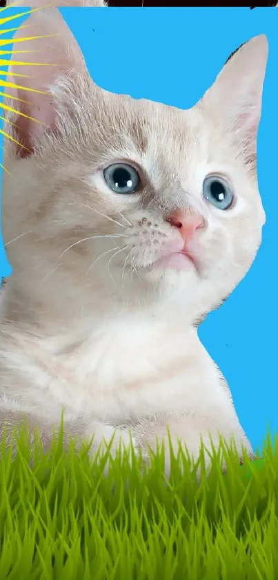 Cute kitten with blue sky wallpaper backdrop.