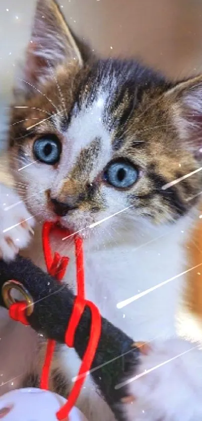 Playful kitten with bright blue eyes playing with a red string.