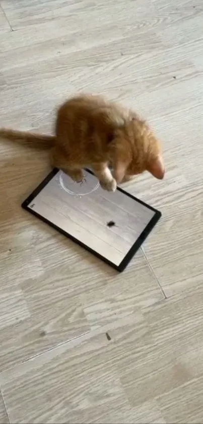 Cute kitten plays on tablet screen on light wood floor.