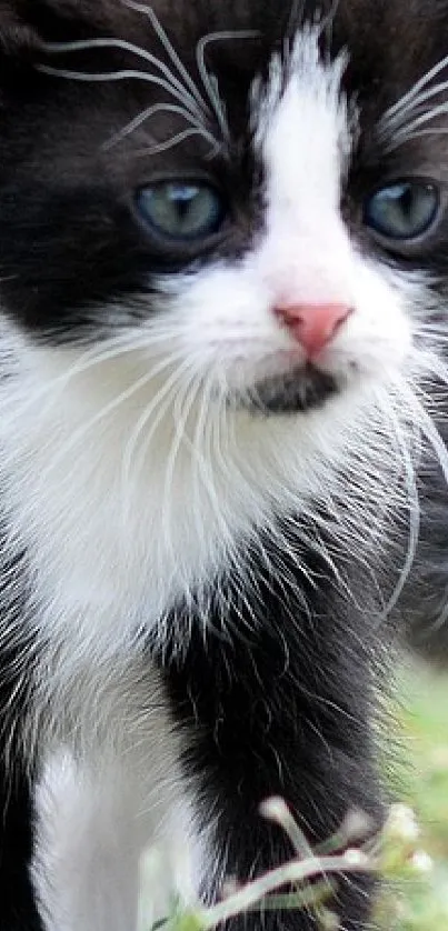 Close-up of an adorable black and white kitten portrait.