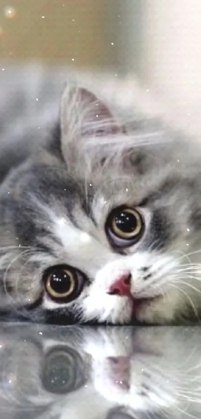 Fluffy grey kitten with big eyes lies on a reflective surface, creating a charming scene.