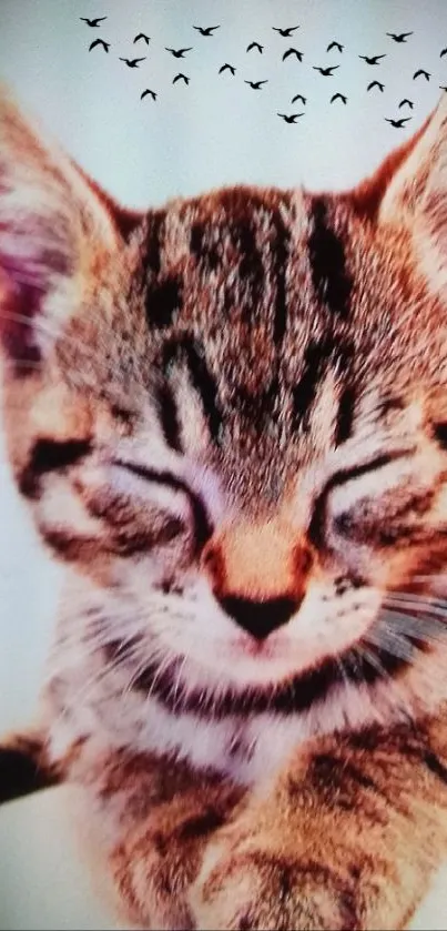 Sleepy tabby kitten with birds in background, soft light orange hues.