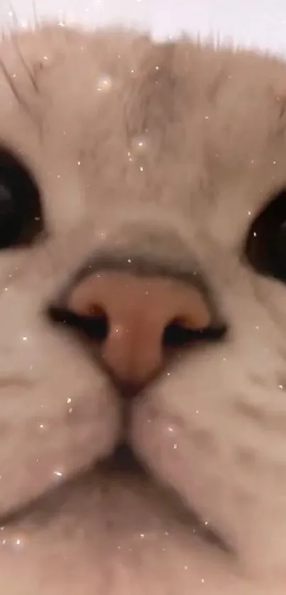 Close-up of a cute kitten's face with sparkling effects.