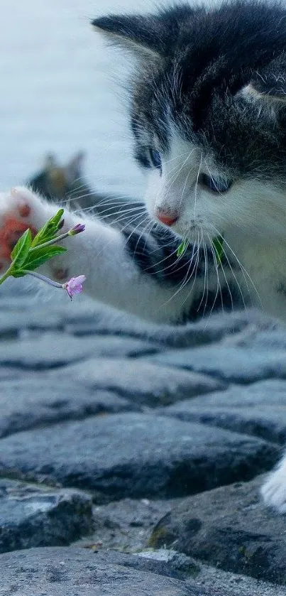 Adorable kitten touching a small flower on a rocky surface.