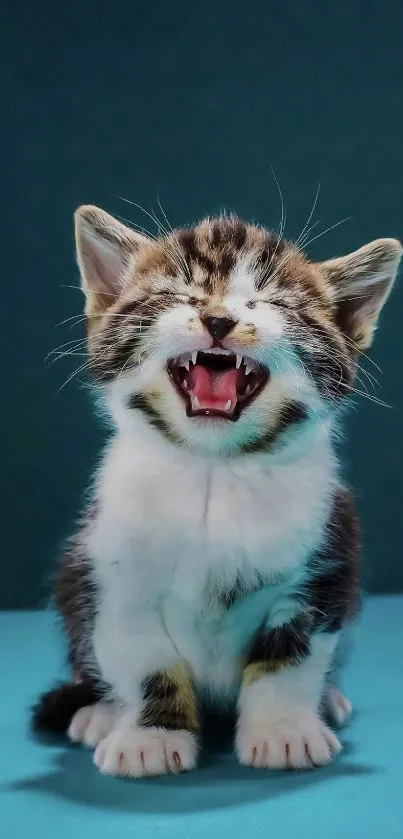 Adorable kitten with eyes closed on teal background.