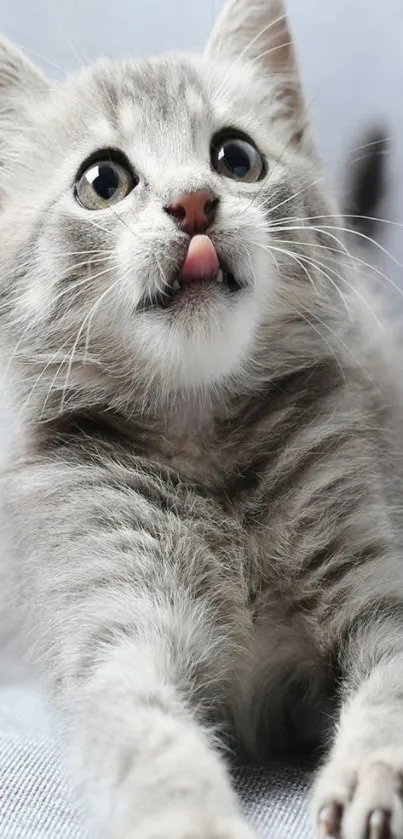 Cute gray kitten with tongue out on mobile wallpaper.