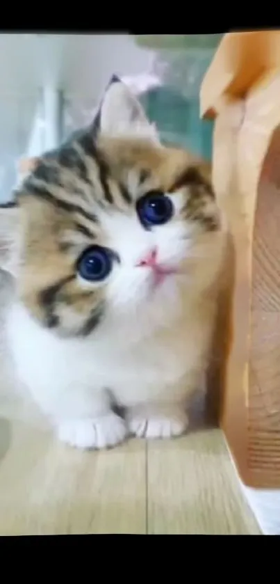 Adorable fluffy kitten with big blue eyes on a wooden floor.