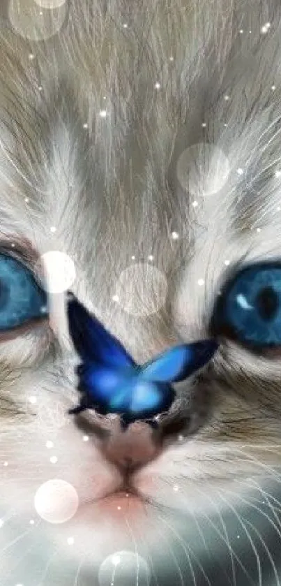 Close-up of kitten with blue butterfly on nose.