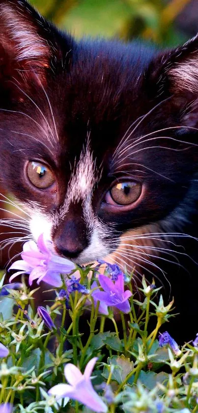 Black and white kitten surrounded by purple flowers.