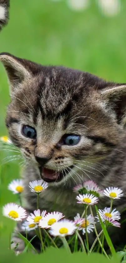 Adorable kitten playing in flowers with a green background.