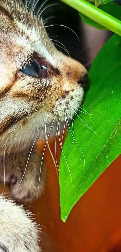 Cute kitten sniffing a vibrant green leaf.