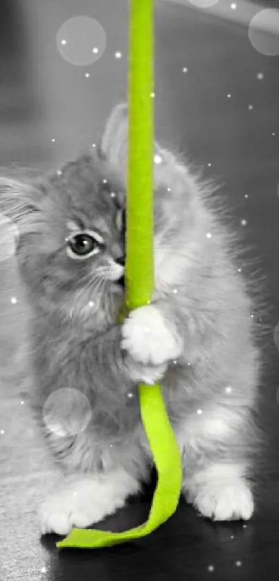 Fluffy kitten playing with a green string on a dark floor background.