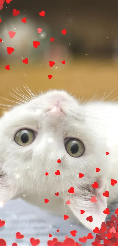 Upside-down white kitten with red hearts floating around.