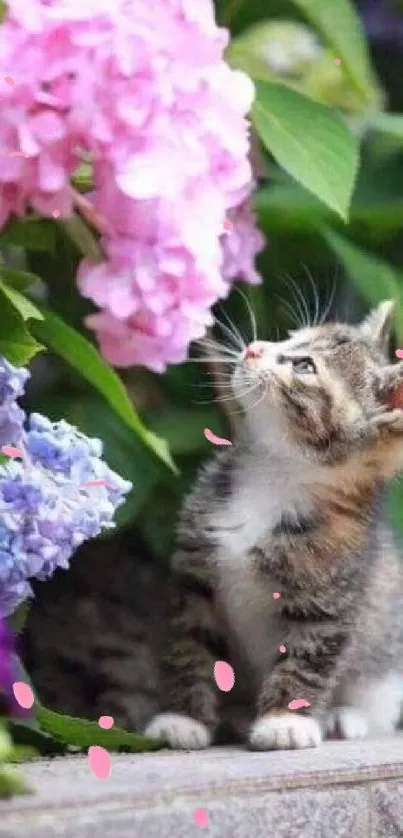 Cute kitten gazing at pink hydrangeas in a garden setting.