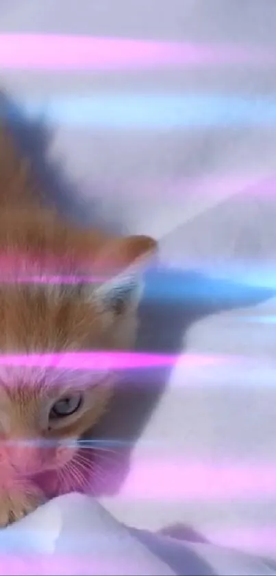 A cute ginger kitten with pink and blue neon lights on a white background.