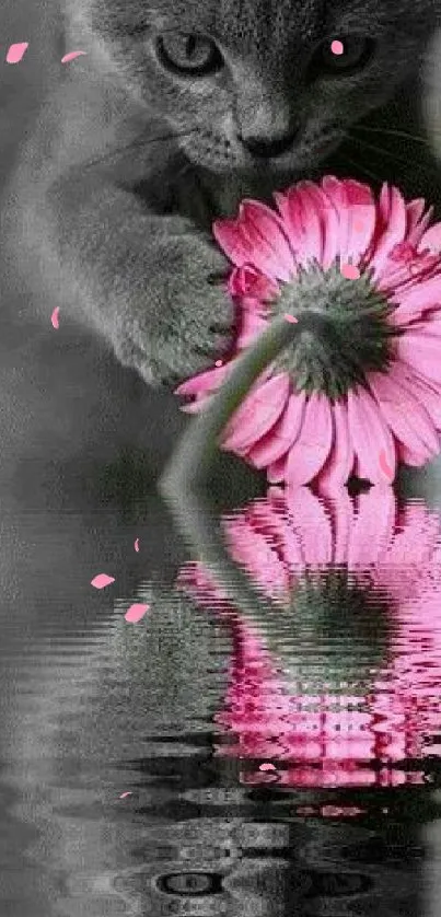 Grey kitten plays with pink flower reflection in serene black and white wallpaper.