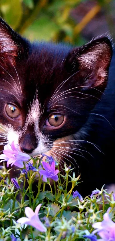 Adorable black and white kitten sniffing purple flowers.