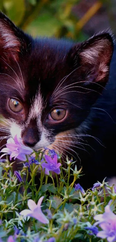 Black and white kitten among purple flowers, close-up.