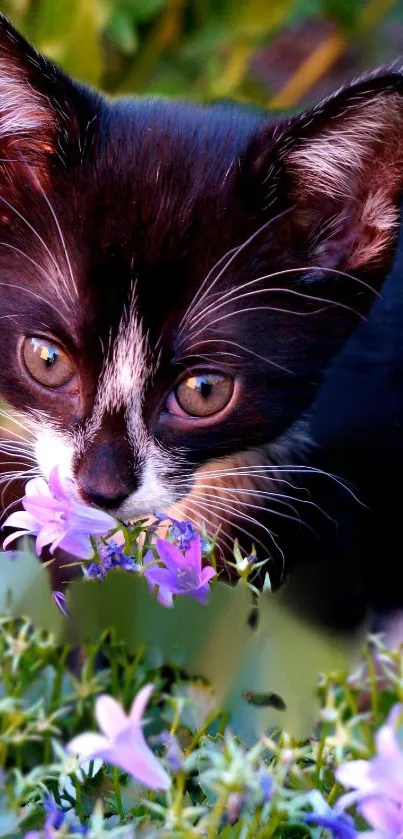 Adorable black and white kitten with purple flowers.