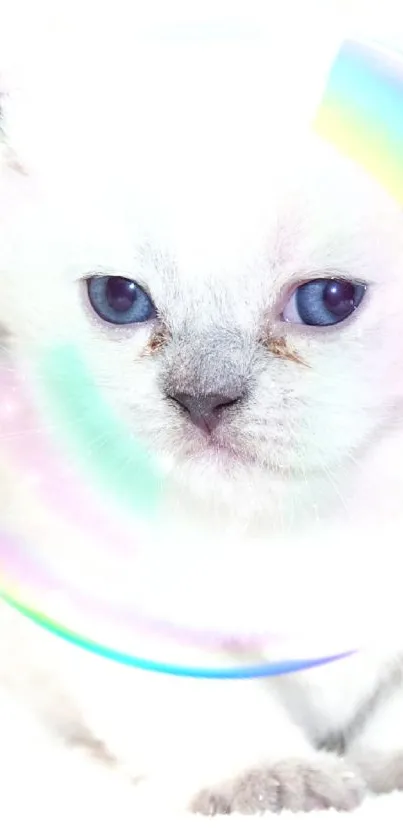 Fluffy white kitten with blue eyes and a soft rainbow glow.